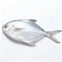 Silver Pamphret.webp