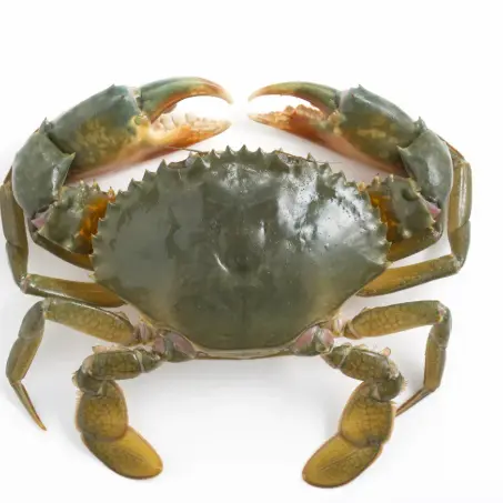 Mud Crabs.webp