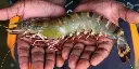 Tiger Prawns.webp