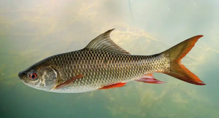 Rohu( సీలావతి చేప or గండి చేప) 