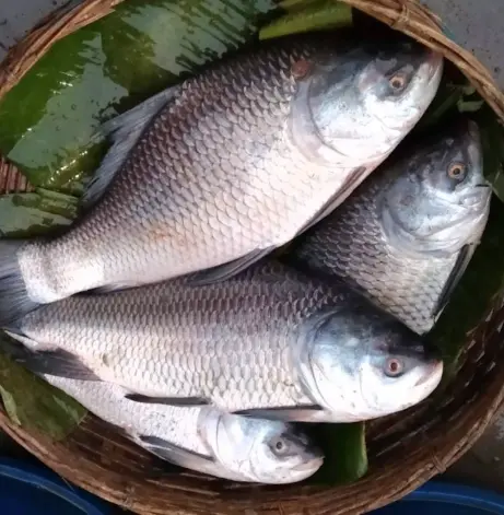 Boche (బొచ్చ చేప or  కట్ల )