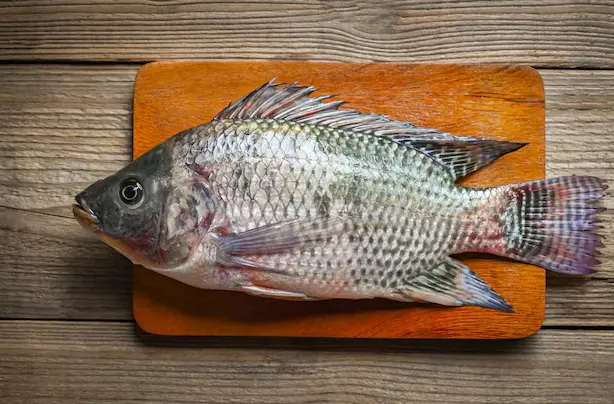 Tilapia 