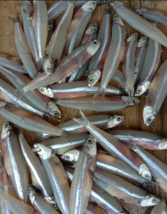 Nethili / Anchovy 