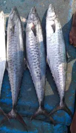 Seer Fish ( Konam )