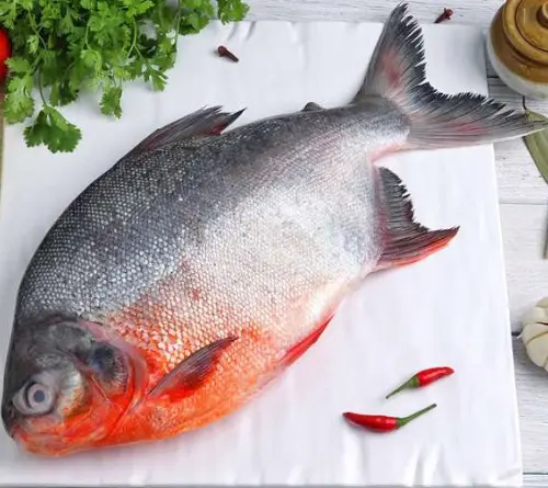 Rupchand(Chanduva Chepa)